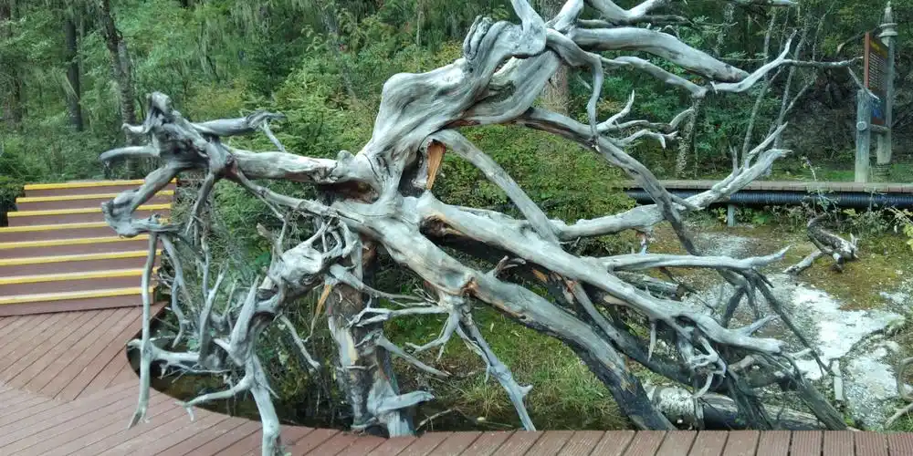 造型奇特的树根已经成了一道风景线 这树根看上去很有历史了 仿佛历尽