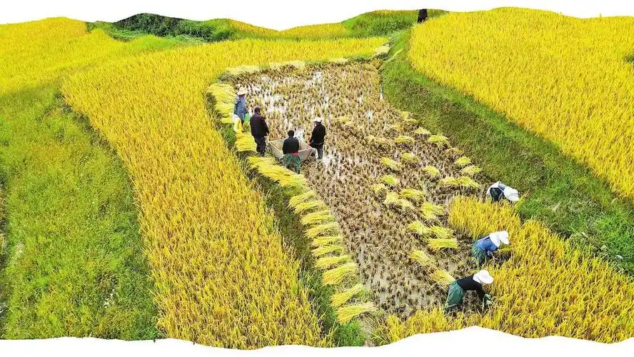 省人大常委会专题询问"8问"农民增收——紧盯"三农"工作强监督抓落实