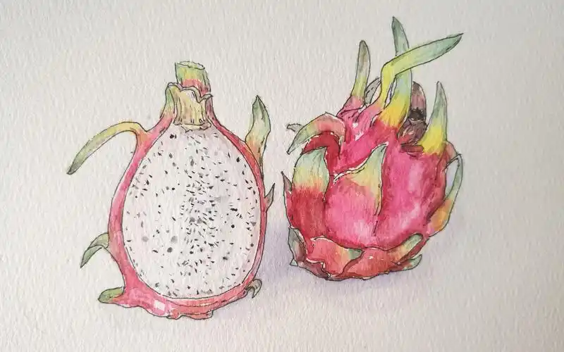 【水彩上色过程】钢笔淡彩火龙果 日常练习,又忘记要上色淡.