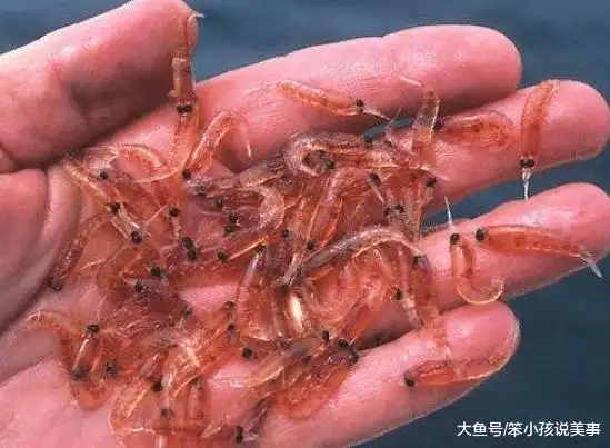 这虾虽小却很鲜美每年被吃掉2亿吨都没灭绝从不用人工养殖