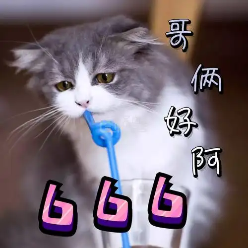 可爱猫猫头 划拳666 表情包