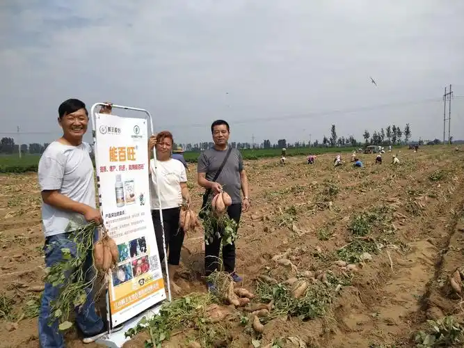 红薯高产有绝招,快来看看吧!