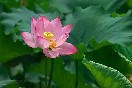 荷花盛开清廉莲花荷叶夏花