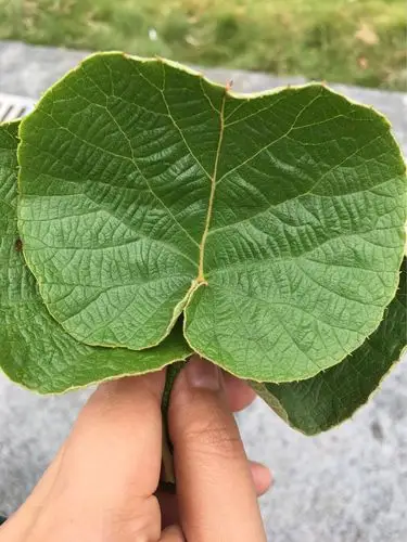 没有摘 猕猴桃 摘的猕猴桃叶子