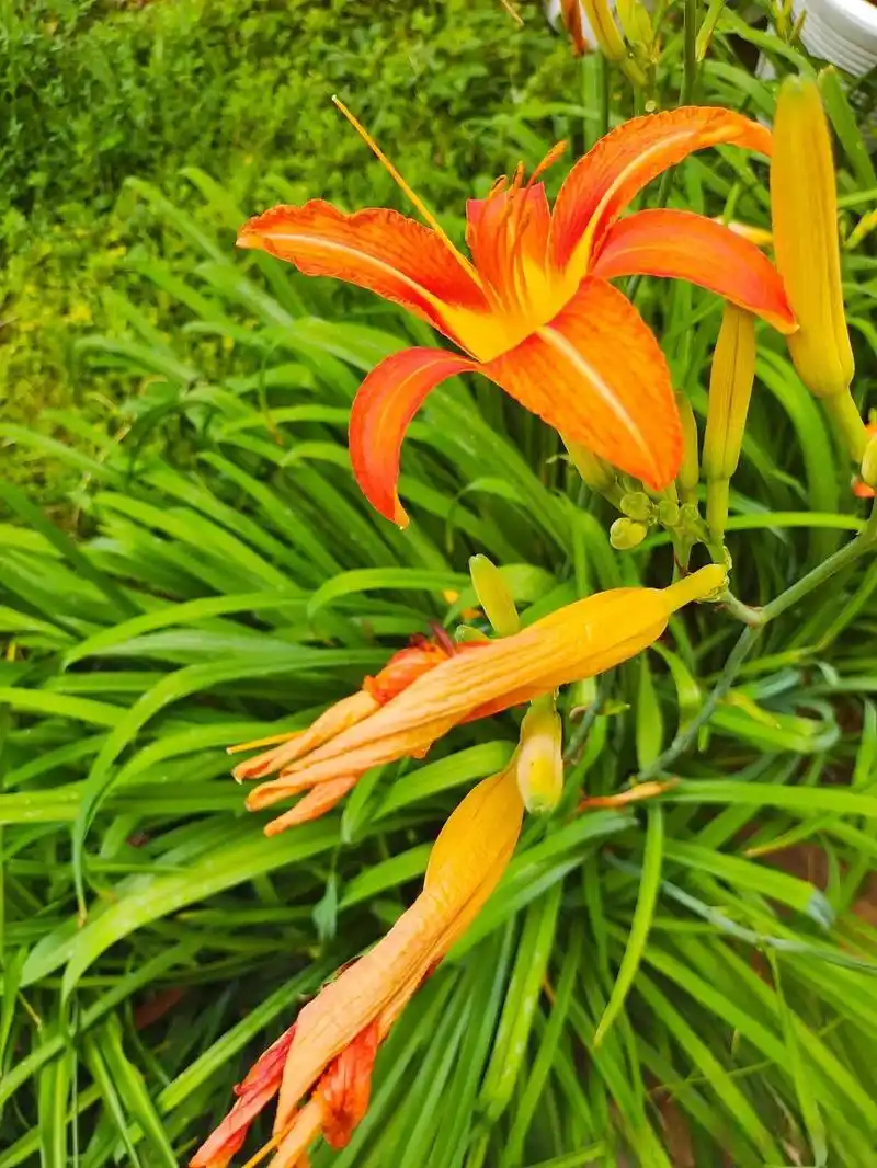 萱草花通常在凌晨开放,待到暮色降临,便逐渐闭合,午夜以后,相继蔫萎.