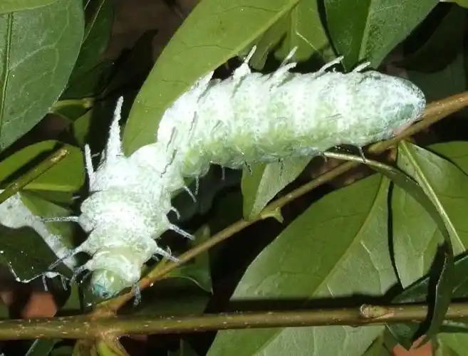 乌桕大蚕蛾的幼虫