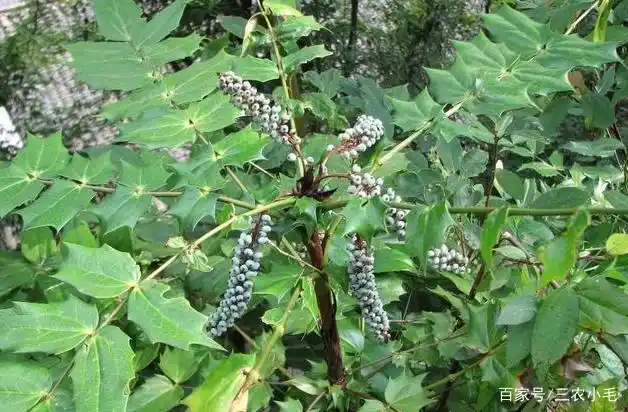 此为"十大功劳",俗称土黄柏,名字霸气却长相平凡,功劳岂止十