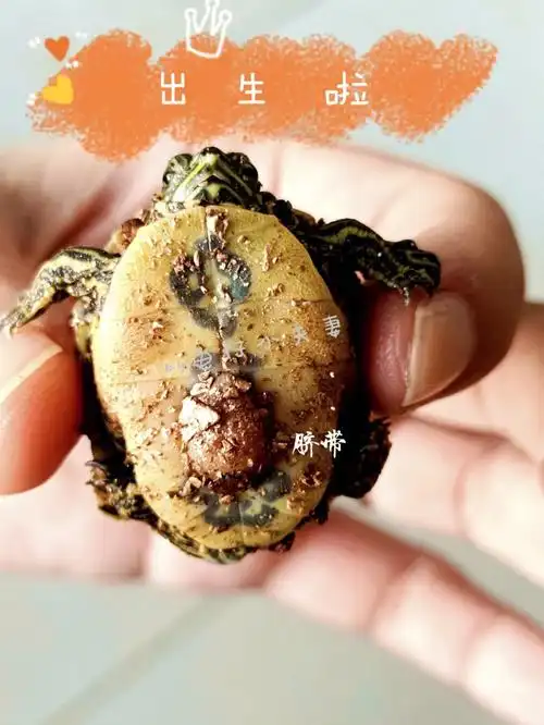 20959595它刚回来的时候是颗两厘米的蛋,折腾了二十天,它宛如