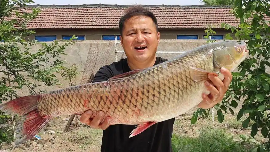 180元买一条15斤的大草鱼做个酸菜鱼吃起来是鲜嫩酸爽