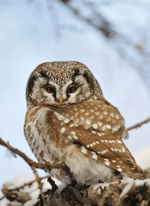 盘点世界上五大猫头鹰的种类