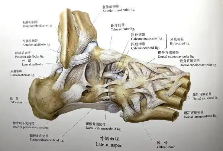 踝关节损伤 lauge-hansen 分型够用吗?