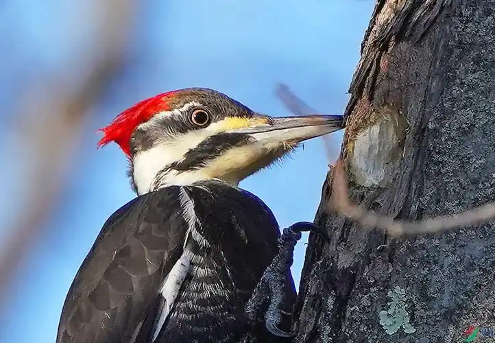 特写红冠黑啄木鸟母