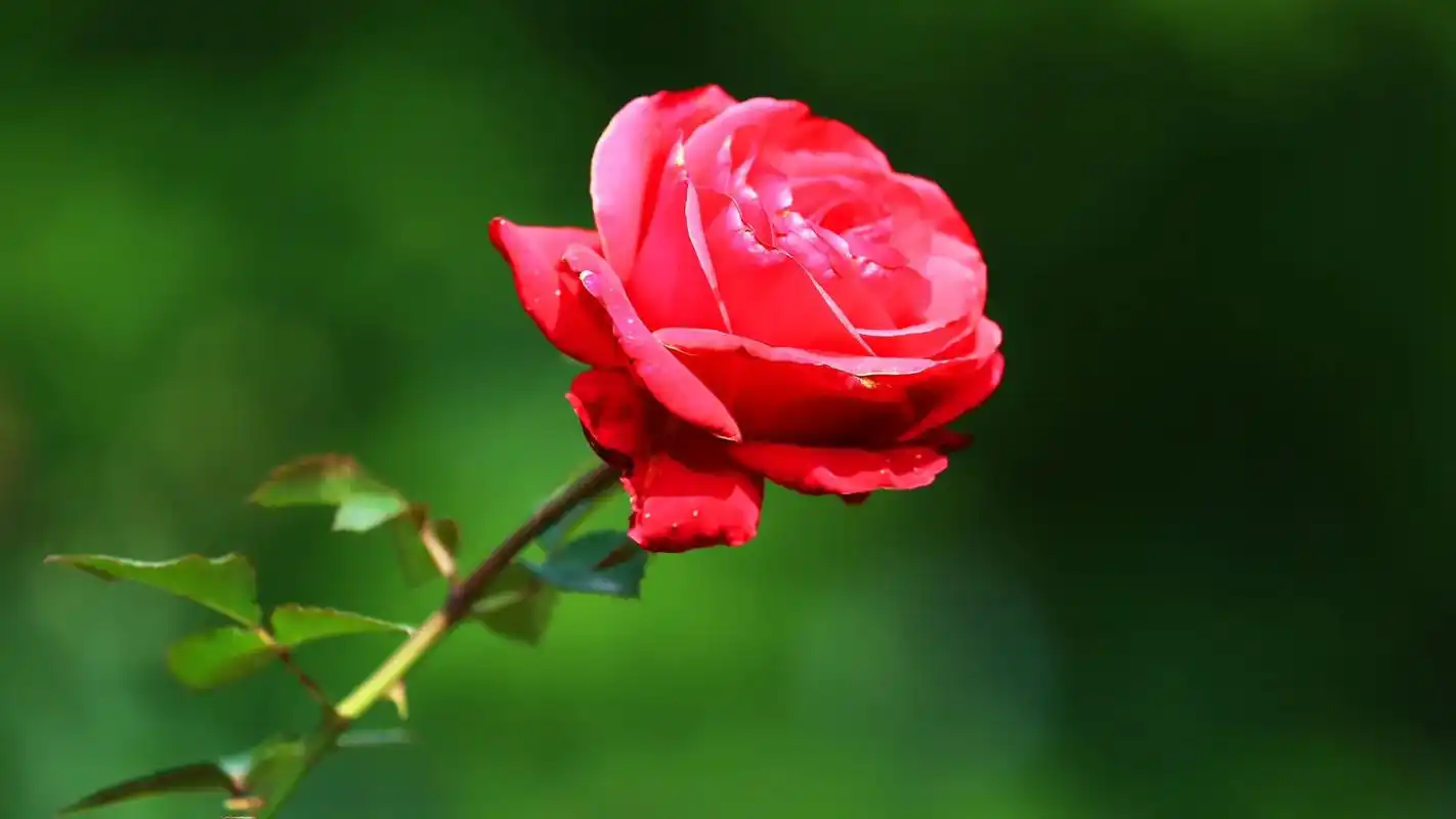 秋天的玫瑰花   清风摄影 - 抖音