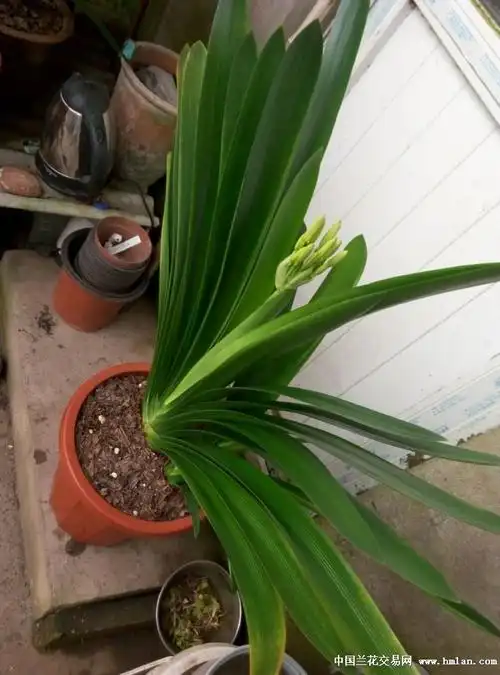 有阳刚之气的大胜利君子兰