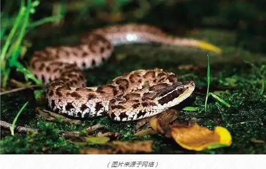 好不容易挨过了蜱虫叮咬季,又迎来了毒蛇,毒蜂活跃季.