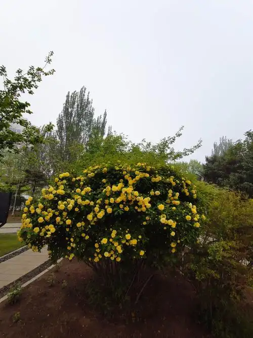 黄刺玫花献给母亲节,献给每一位伟大的母亲