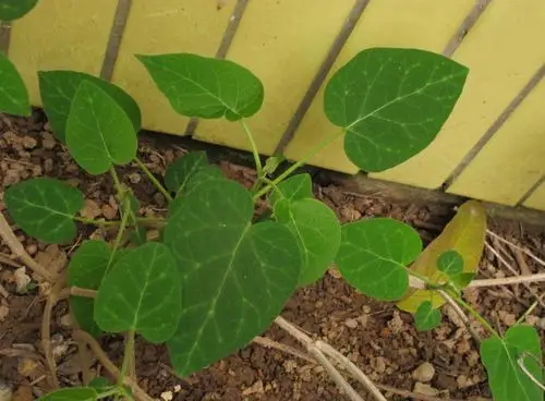通光散(药用植物)