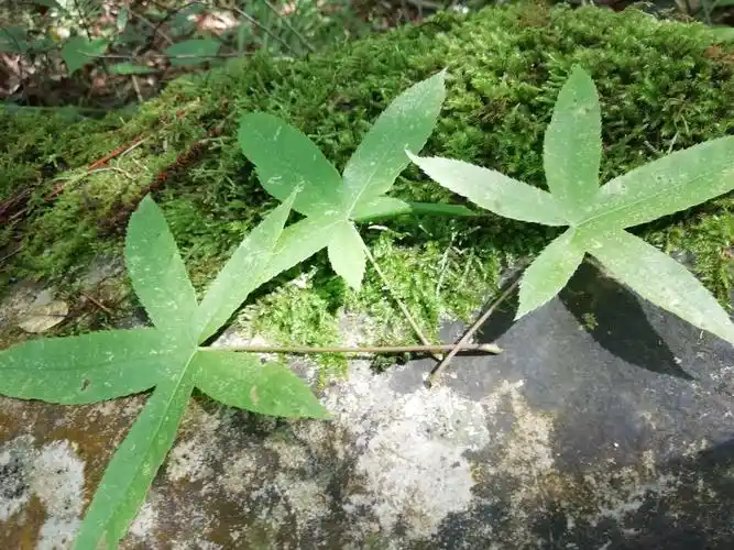 路过夏天留下记忆