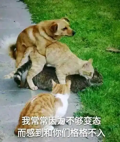 我常常因为不够变态而感到和你们格格不入猫咪表情包猫咪格格不入变态
