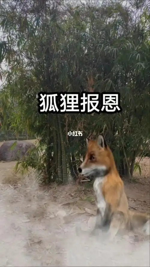 碰到像狐狸一样狡猾的人该怎么相处,才能既不伤和气又不吃亏?