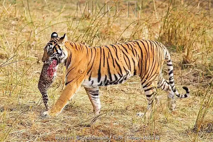 原创印度发生虎豹大战结果没有悬念什么情况下豹子能杀死老虎