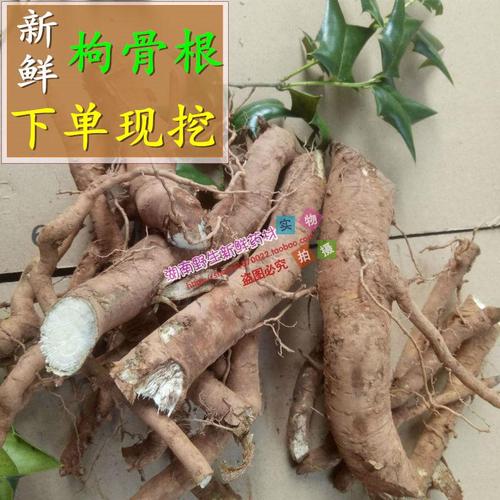 山上现挖新鲜枸骨根药材 羊角刺根老虎刺根 叶 八角刺根2斤包邮