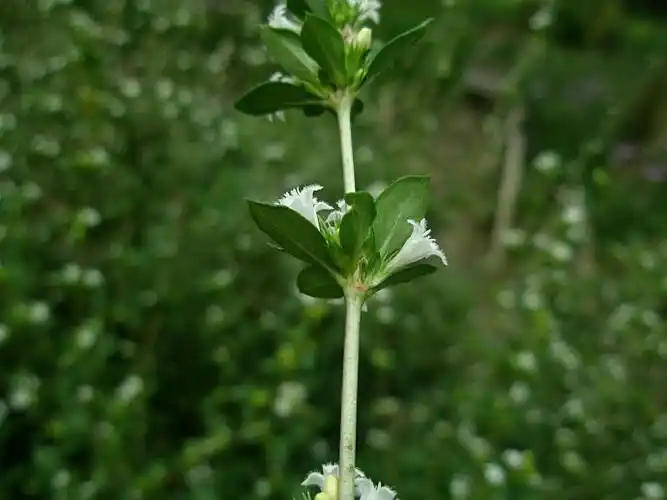 野生正宗中药材六月雪满天星白马骨鸡骨柴千年不大凉粉草鲜品500g