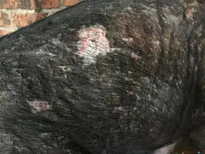 猪病治疗小猪皮肤干燥起皱掉皮