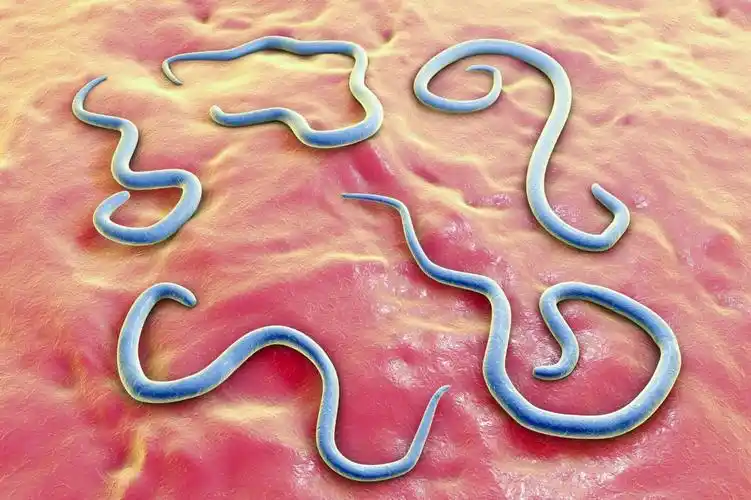 狗的常见寄生虫