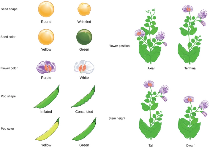 colon, 13:11:3代中以大约start text, f, end text, start subscript