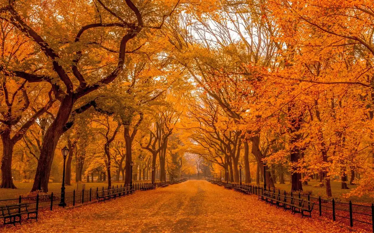 高清唯美秋天枯黄树叶自然景色桌面壁纸下载