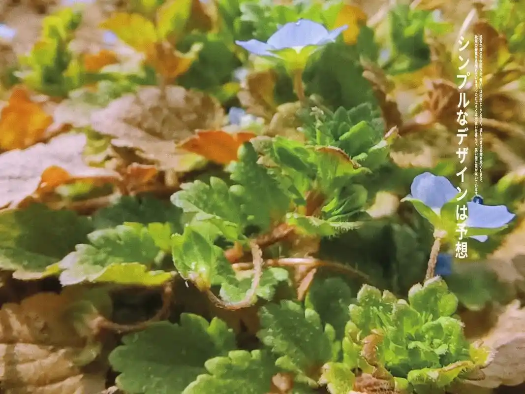 春天的阿拉伯婆婆纳花语健康