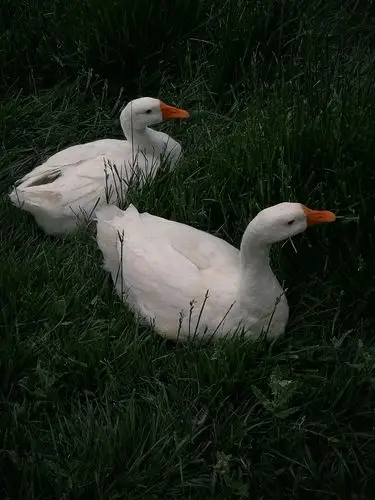 傍晚锻炼时在湖边看见一对漂亮的鸭子