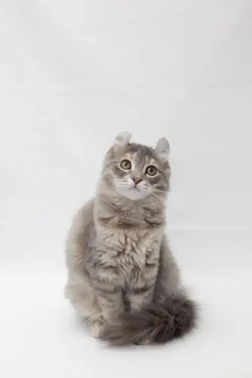 "喵星稀有成员"——软萌的美国卷耳猫你了解多少?