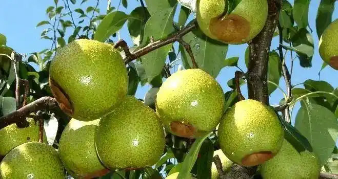 莱阳梨为何有底气,成为国民润肺佳品?_山东一品堂实业有限公司