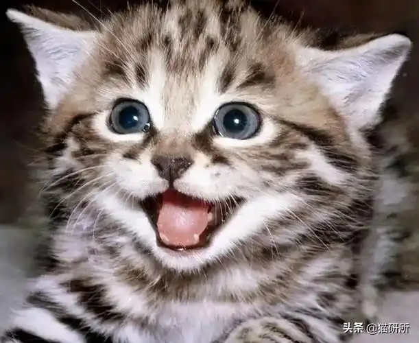 家猫在表达情绪时也不是通过嘴角上扬,下撇等面部表情,而是用肢体语言