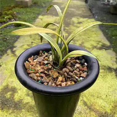 浓香型老品种建兰叶艺白廉1盆4个头1芽