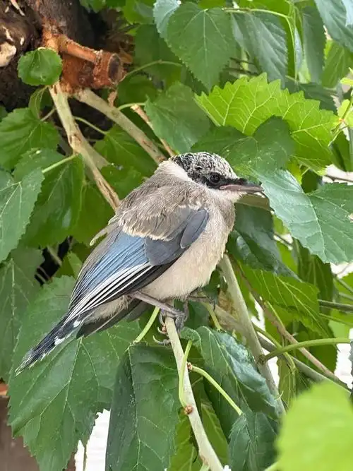风雨后的北京,捡到了只鸟崽子 灰喜鹊幼鸟