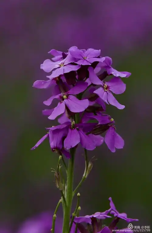 2020年5月21日上午去大兴魏善庄镇生态园拍紫色油菜花