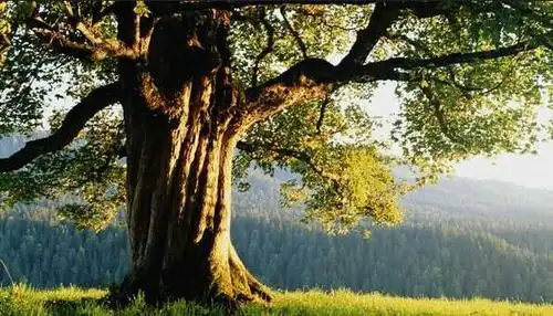 根深叶茂的意思_意思_个人图书馆最新学习资料