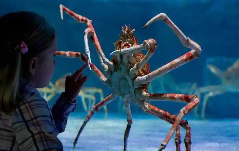 世界上最大的巨型蜘蛛蟹你见过吗蟹腿长达3米