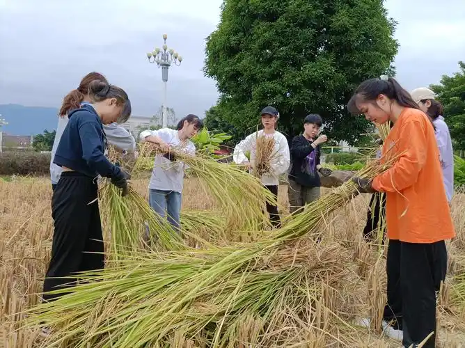躬行体验农事 节约惜粮我践行:健康管理系组织开展稻田里的劳动教育
