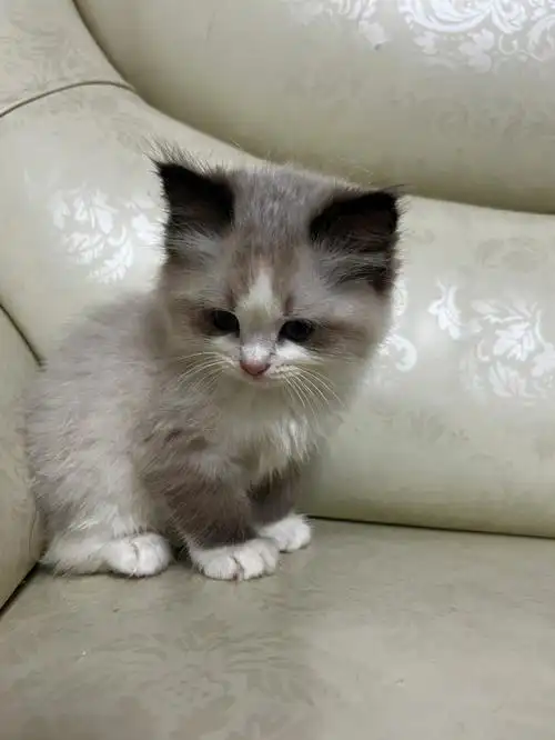 四只小不点2个月啦#布偶猫  ##我的萌宠