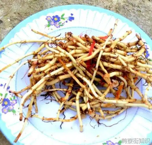 鱼腥草与茅草根的区别(鱼腥草和茅草根是一样的吗)