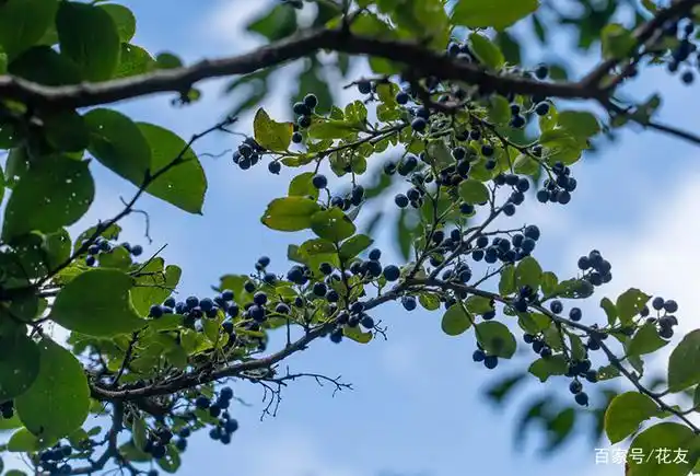 白檀易栽植,南北方皆可,花白籽黑