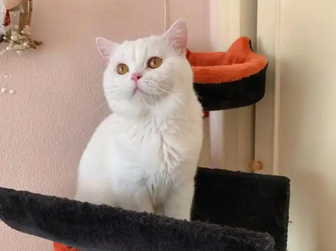 (西班牙英短猫舍)#英短纯白 #我家宠物好可爱  #我的萌宠  #猫