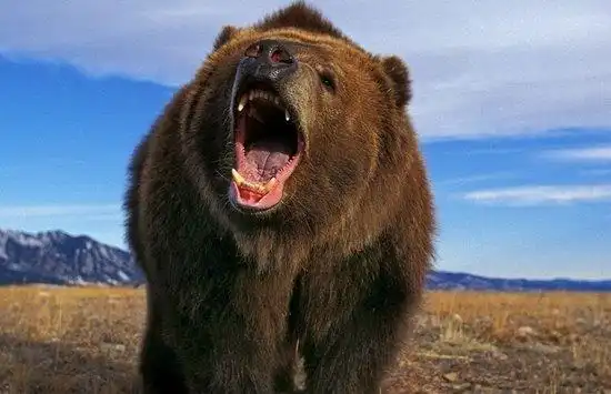 科迪亚克棕熊是棕熊中体型最庞大的,可能有很多人认为世界上最大的熊