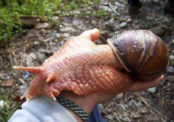 非洲大蜗牛的体积比一般蜗牛的体积都要大,它们的体型一般都有七八