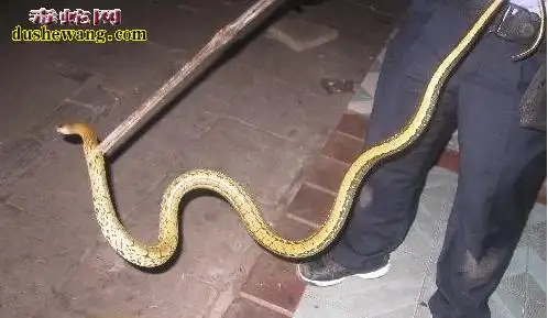 家蛇是什么蛇怎么不能打