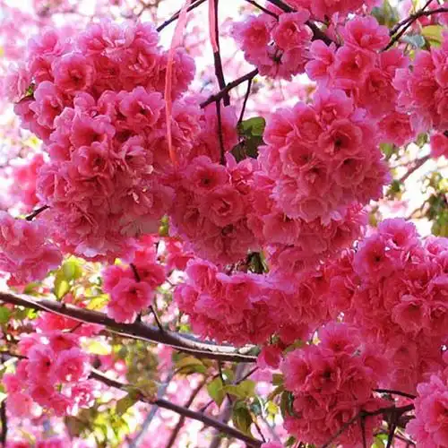 庭院行道植物广岛恋人樱花树苗 盆景日本樱花早晚樱花苗盆栽绿化